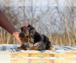 Small #25 ShihPoo