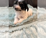 Small Photo #6 YorkiePoo Puppy For Sale in CASTROVILLE, TX, USA