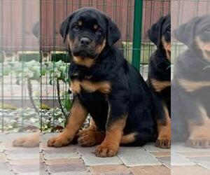 Rottweiler Puppy for sale in FORT WASHINGTON, MD, USA