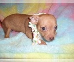 Small #2 Chihuahua