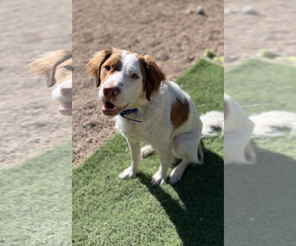 Medium Photo #2 Brittany Puppy For Sale in Curwensville, PA, USA