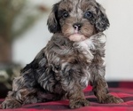 Small #7 Cockapoo (Miniature)
