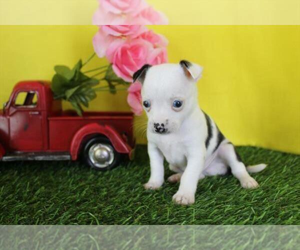 Medium Photo #9 Chihuahua Puppy For Sale in BOSTON, MA, USA