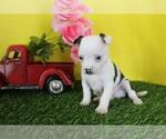 Small #8 Chihuahua