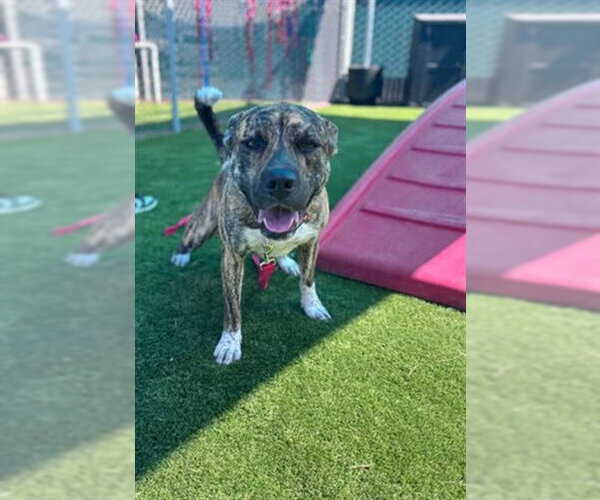 Medium Photo #1 Mutt Puppy For Sale in San Bernardino, CA, USA