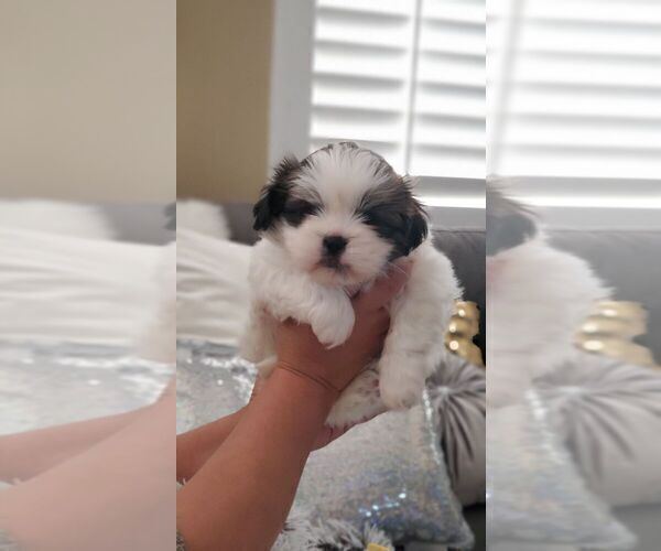 Medium Photo #3 Shih Tzu Puppy For Sale in MISSION VIEJO, CA, USA