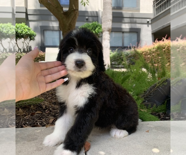 Medium Photo #5 Bernedoodle Puppy For Sale in HOUSTON, TX, USA
