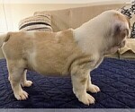 Small Photo #58 French Bulldog Puppy For Sale in CHINO HILLS, CA, USA