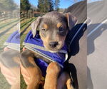 Small #6 Doberman Pinscher Mix