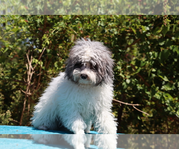 Medium Photo #24 Poodle (Toy) Puppy For Sale in DYERSBURG, TN, USA