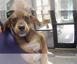 Small German Shepherd Dog Mix