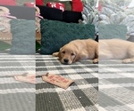 Small Photo #40 Golden Retriever Puppy For Sale in LAKELAND, FL, USA