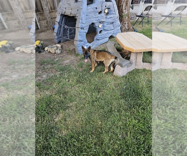 Medium Photo #10 German Shepherd Dog Puppy For Sale in MODESTO, CA, USA
