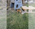 Small Photo #10 German Shepherd Dog Puppy For Sale in MODESTO, CA, USA