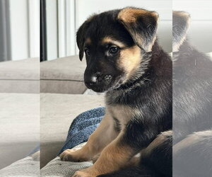 Mutt Dogs for adoption in Germantown, OH, USA