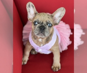 French Bulldog Puppy for Sale in LEBANON, Kentucky USA