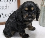 Puppy Stella Cocker Spaniel