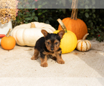 Small Photo #15 Yorkshire Terrier Puppy For Sale in NAPPANEE, IN, USA