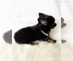 Small #4 Chihuahua