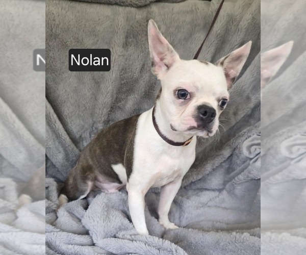 Medium Photo #4 Boston Terrier Puppy For Sale in MINERAL WELLS, WV, USA