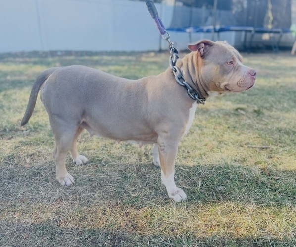 Medium Photo #1 American Bully Puppy For Sale in TRENTON, NJ, USA