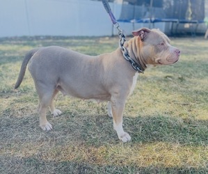 Mother of the American Bully puppies born on 03/16/2026