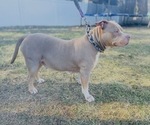 Small Photo #1 American Bully Puppy For Sale in TRENTON, NJ, USA