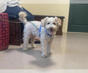 Poodle (Miniature) Dogs for adoption in Pasadena, CA, USA