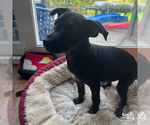 Small #5 Labrador Retriever Mix