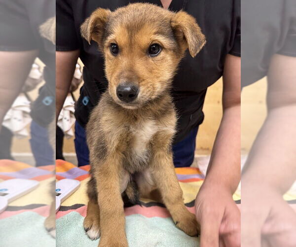 Medium Photo #1 Siberian Husky-Unknown Mix Puppy For Sale in Calgary, Alberta, Canada