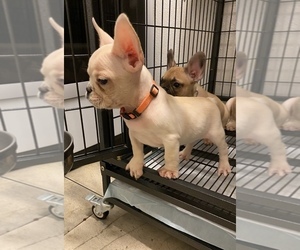 French Bulldog Puppy for sale in BAKERSFIELD, CA, USA