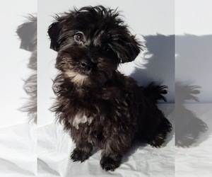 Morkie Puppy for sale in CADDO, OK, USA