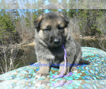 Small #1 German Shepherd Dog