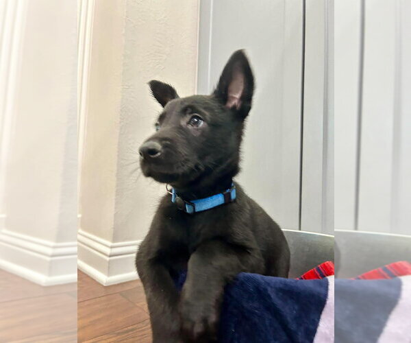 Medium Photo #4 Mutt Puppy For Sale in Imlay City, MI, USA