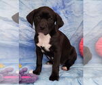 Small #3 Bulldog-Labrador Retriever Mix