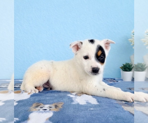 Medium Photo #1 Australian Cattle Dog Puppy For Sale in GREENFIELD, IN, USA