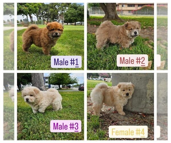 Medium Photo #1 Chow Chow Puppy For Sale in NORTH HILLS, CA, USA