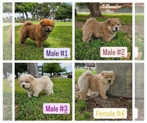 Chow Chow Puppy for sale in NORTH HILLS, CA, USA