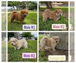 Small Photo #1 Chow Chow Puppy For Sale in NORTH HILLS, CA, USA