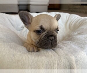 French Bulldog Puppy for sale in POWELL, OH, USA