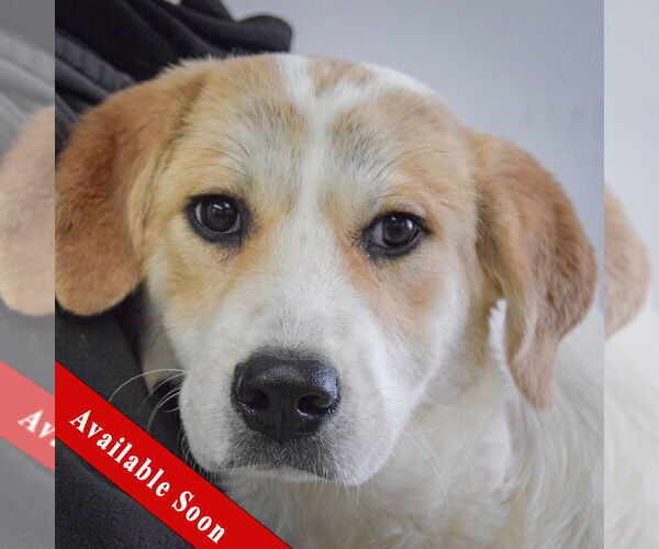 Medium Photo #1 Labrenees Puppy For Sale in Huntley, IL, USA