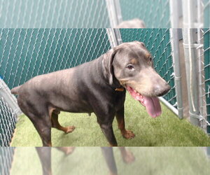 Doberman Pinscher Dogs for adoption in Downey, CA, USA