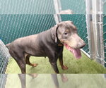 Small Doberman Pinscher