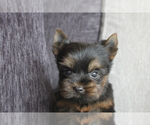 Small Photo #8 Yorkshire Terrier Puppy For Sale in MANHATTAN, NY, USA