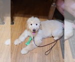 Small Photo #8 Goldendoodle Puppy For Sale in BIG ISLAND, VA, USA