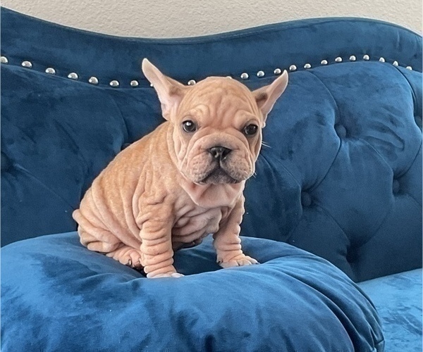 Medium Photo #14 French Bulldog Puppy For Sale in COLUMBUS, OH, USA