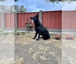 Small #46 German Shepherd Dog