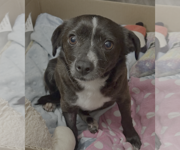 Medium Photo #1 Chihuahua-Unknown Mix Puppy For Sale in Bellevue, WA, USA