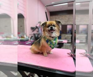 Pominese Dogs for adoption in Sanford, FL, USA