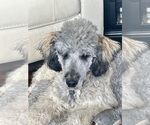 Small Photo #6 Poodle (Standard) Puppy For Sale in CRAIG, NE, USA